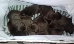 Just in time for Christmas!! We have 9 newborn chocolate lab puppies. Only have 1 male left. They will be vet checked, wormed, have frist set of shots and be AKC litter registered. They are all marked with different color yarn so you can pick out your new