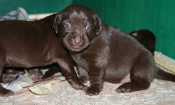We are an animal loving family with Chocolate Lab puppies for sale. They are cute and cuddlely and great with kids. Males and 1 female, available on Feb. 22, 2013, . AKC registered with 1st shots, de-worming and vet checked. Parents are on the premises.