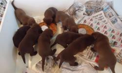 Labrador Retriever chocolate puppies . Akc Reg,shots and wormed and vet checked with health cert. They are raised in our home only males left. Ready March 14th when they will be 8 weeks.They are 550.00 taking 100.00 deposits to hold your pup.Pm for more