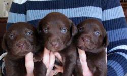 AKC CHOCOLATE LAB PUPS - WHELPED 1/1/13 - 5 MALES AND 5 FEMALES, READY FOR NEW HOMES END OF FEBRUARY. TAKING DEPOSITS NOW. PLEASE CALL FOR MORE INFO 845-561-4753.