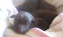 A BEAUTIFUL LITTER OF SOLID AKC AMERICAN CHOCOLATE PUPPIES.I HAVE 4 FEMALES AND 5 MALES BORN AUGUST 4 , 2014 AND WILL BE READY FOR THEIR NEW HOME SEPT. 29, 2014. THERE IS A $50.00 DEPOSIT FOR EACH PUPPY. THEY WILL BE VET CHECKED, FIRST SET OF VAC'S,