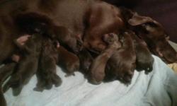 AKC American Chocolate Labs 3 females left $650 each we require $250 non-refundable down payment, the rest due upon pickup, ready to go to their new forever homes on 7/29/14 Our precious babies are hand held from day one, socialized with children of all