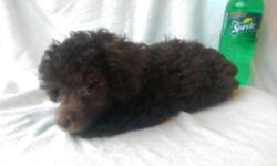 Romeo is a 17 week old chocolate male AKC tiny toy poodle. He is up to date on all shots and Revolution. He will be approximately 6 pounds full grown. He is a lover and as smart as they come. He will make a lovely companion or family pet. Please contact
