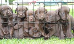 AKC Registered Chocolate Labs (4 females and 3 males). Will have shots and will be dewormed. Puppies were born April 21st.