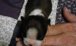 BOSTON TERRIER PUPPIES, 4 MALES AVAILABLE 2 DIFFERENT LITTERS. 3 MALES FROM LITTER AKC.ORG.... 1 MALE FROM LITTER CKCUSA.COM. WE DO ASK THAT YOU AGREE WITH OUR CONTRACT IT CAN BE READ BEFORE YOU CONTACT US ON OUR SITE IT'S CALLED AMMASBOSTONS DOT COM. MY