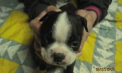 BOSTON TERRIER PUPPIES, ONLY 2 MALES AVAILABLE 2 DIFFERENT LITTERS. THE 1ST PUP CILLINDER IS CKCUSA.COM.... THE 2ND PUP BK IS AKCUSA.ORG ... WE DO ASK THAT YOU AGREE WITH OUR CONTRACT YOU CAN READ IT AT OUR SITE AMMASBOSTONS DOT COM. FEEL FREE TO CONTACT