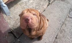 Litter due 1st week of May. Deposits being accepted now for first 3 picks. Dual reg. AKC & CKC Shar Pei puppies. Puppies will be homed at 8 weeks old or older WITH ALL BREEDING RIGHTS!!! I do not charge extra for you to do what you want with your puppy