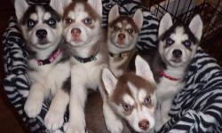 Please visit our website, mysiberianhusky.webs.com for more information. If interested in placing a deposit, please copy & paste the questionnaire from the "Contact Us" page into an email to us rartar(at)yahoo(dot)com with your responses.
Cheyenne &
