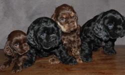 Akc cocker puppies born march 19th ready for new homes may 14 puppies come from exception lines they come with akc (limited registration) 1st shots dewormed and prespoiled accepting deposits now
Black female-$800
Black male-700-sold
Chocolate female-$900