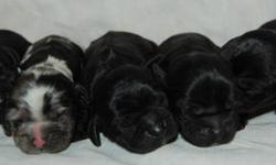 Taking Deposits for Puppies Born December 13, 2012
Will be ready to go at 8 weeks on February 7, 2013
3 Black Females $700 each
1 Balck Male $700
1 Black Merle Male $900
Mom is Black/White/Tan Merle
Dad is Chocolate
Both parents are from show lines and