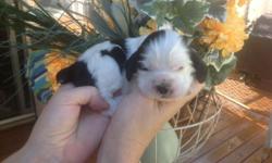 We have boy and girl puppies check nyccockersplace.webs.com email me for more details, videos and picture