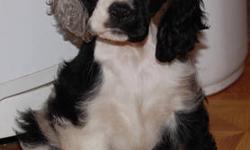 AKC American Cocker Spaniel Puppies Due December 13th.
Expecting Black, Chocolate and Merle colors
Taking Deposits for waiting list.
Prices will be $700-$1200
Pictures are Mother to be.
If you want a puppy for Christmas time I know a breeder with puppies