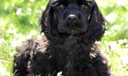 AKC Cocker Spaniel Puppy
Ready to go Now!
Sired by Pine Hill's Love Bug (a.k.a. Herby)
Super Sweet Black male available
UTD Shots/Deworming, Vet Checked.
Please call or email. I will NOT respond to Text messages!
Pictures are Herby and puppy.