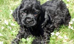 AKC Cocker Spaniel Puppy
If you want AKC full registration he is $900
14 weeks old. Ready to go Now!
Started Potty training.
Sired by Pine Hill's Love Bug (a.k.a. Herby)
Super Sweet Black male available
UTD Shots/Deworming, Vet Checked.
Please call or