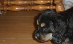 Three gorgeous AKC Cocker Spaniel puppies , 2 black/tan one black. all females, shots and wormed , health guarantee, parents on premises, champion lines, 1st grooming free if you are in area. 315-268-0078 or cell 315-323-8192 for more info pics, video, or