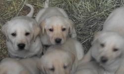 3 female cocker pups for sale . have first shots and wormings. very good lines and excellent temperaments. will try to get better pictures for anyone interested , it is not easy to get a good pic lol they just do not like to cooperate. 315-268-0078