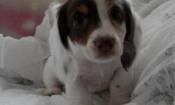 Pups are raised in my home with lots of TLC every day from birth.Dogs my not be your whole life,But they do help make your life whole...Born jan 1,2013.Daisy had her litter of 3....2 are girls 1 chocolate and tan 1 chocolate piebald .miss cocoa and piper