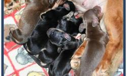 Beautiful long hair mini AKC Dachshunds we have some very nice colors 5 females and 5 males. two litters
Our sweet puppies were born into our loving hands on 7/15 and 7/17/13 and loved and spoiled thereafter. and raised in our home where they spend their