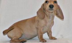 DELIVERED 6/5/13
full akc & all shots
born in Mo.
$200 to ship to ny
Microchipped
2 red males