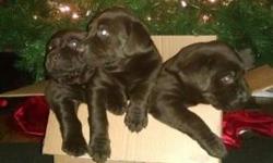 1 Male $500, 2 Female $550 Dark Chocolate AKC Labrador Puppies. Ready Christmas Week for Pickup in Perry NY. Vet checked, Wormed, and First shot. Owner Raised. Kid Friendly. Will come with Registration papers thru AKC. Mother on site, Father available