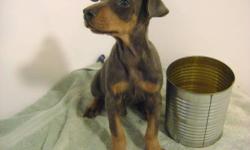 AKC male Doberman Blue/rust puppy, Happy, healthy socialized,sweet pup. 1st shots and dewormed. Pick of the litter.(no Z facter.) 8 wks and ready for his forever home. Dad is from Kimbertal line I am open to offers