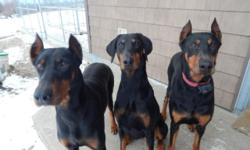 AKC registered Doberman Pinscher puppy. One black and rust female available. Born Feb. 1, 2015, ready for new home end of March. 5 year health guarantee, up to date on shots/worming. Tails and dews done. Excellent temperament, smart, great reputation for