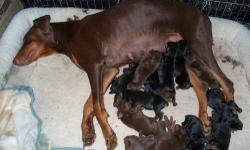 AKC Doberman Pinscher Puppies ? Born September 25, 2012,2 black males, 1 red female still available. Ready to go home Nov., Dam Rylee, beautiful red, gentle temperament, high intelligence. Sire ? Gunnar of AVO Dobermans. Amazing Dog! All health testing
