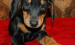 Black & rust Doberman Pinscher puppies, 3 males and 4 females. AKC Registered. Accepting deposits now to hold puppy for you. Call 607-563-8187 for additional information. See website: http://streetrodskennels.weebly.com