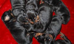 7 Black/Rust Puppies........NO red/rust
Males & Females available
Born June 4th, Will be ready to go July 30th
vWD Clear, Heart and Eyes Guaranteed!
Tails docked, Ear will NOT be cropped
If you want ears done you will have to find a Vet near you that does