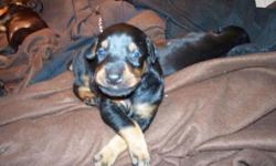 AKC Doberman Pinscher puppies ? Born 12/18/2013. Ready for new homes Valentines Weekend.
Parents can be seen at LavelleDobermans.com. 3 black males still available. Great temperaments, exceptional intelligence, great confirmation. Kimbertal in lines.