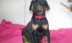 AKC Doberman Pinscher puppies ? Born 03/01/2014. Ready for new homes April 19th.
Parents can be seen at LavelleDobermans.com. 3 black females still available. Great temperaments, raised naturally. Will have: tails and dews done, up to date on shots,