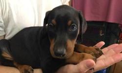 AKC registered Doberman Pinscher Puppies. I have 2 female blue/tan Doberman Pinscher Puppies ready for their new homes. Whelp date 7/29/14. They have had their dew claws removed and tailed docked and will have their first set of shots before they leave.