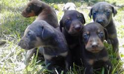 7 full blooded akc registered Doberman pincher puppies will be ready for delivery june 14. we will bring them from or home in south Carolina to Dunkirk/buffalo ny when we take kids to moms for the summer. pups will have first set of shots and wormings to