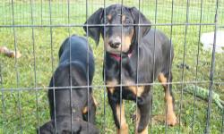 ACK Doberman puppies for sale
Our dogs are high quality purebreds with a mild to moderate temperament. Doberman Pinschers make an excellent family pet, and when properly socialized, get along wonderfully with children. It's hard to resist a sweet Doberman