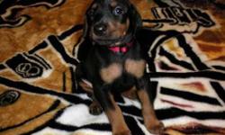 AKC Doberman, for sale, has tail docked, declawed, he is house trained, he his first shots. Shots and paperwork can be shown day of. He is very well tempered. $300