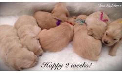 We have a litter of English/American Golden Retriever puppies that were born on May 12th. We have 2 puppies available from this litter of 7. One male and one female. Maddie is an English Golden Retriever and Jasper is an American standard. Puppies will be