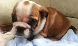 Mona is an AKC registered English Bulldog with champion bloodlines. she is currently 5 weeks old and will be ready for her forever home on June 14, 2014. She is fawn and white with saddle back markings. Born April 19, 2014
Will have shots and be wormed.