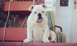 I have a beautiful female english bulldog full of love she only 1yr & 3 months still a puppy she is perfect in every way, she has a micro chip and a AKC certificate only reason she's for sale is I'm moving to California and i can't take her with me. i