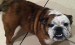 2yr old brindle/ white female utd on shots great with kids downsizing would make great pet can hold til Xmas she has akc reg papers 950 without papers and 1500 with her akc