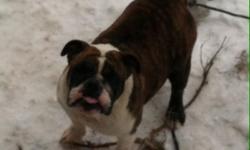 2yr old female brindle and white looking for pet home utd on shots housebroken and very loveable downsizing have too many dogs she loves everyone 800 without akc papers and 1500 with her papers