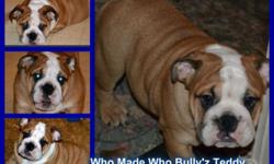TEDDY BEAR IS A AKC ENGLISH BULLDOG THAT IS 3 MONTHS PERFECT IN EVERY WAY HE IS LOOKING FOR A INSIDE PET HOME ONLY AND WILL COME WITH RESTRICTED BREEDING RIGHTS HE HAS GRAND CHAMPION BLOOD LINES . IF YOU ARE LOOKING FOR A AMAZING TOP QUALITY ENGLISH