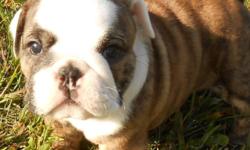 Gorgeous female English Bulldog pup. Brindle/fawn/red. Mother on site, socialized, nearly potty trained. Ready to go. Born August 18, has first set of shots and wormer. Litter is AKC registered, new owner just needs to register puppy. Do not contact me if