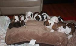 2 Male, 5 Female puppies available. UTD on shots/ vet checked. Born on December 29, ready for homes February 23.
