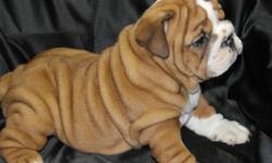 AKC English bulldog puppies. Ready June 8th. Near Plattsburgh, NY but will deliver and meet new puppy owners. Quality puppies, extreme wrinkles and hard to find color patterns. Please visit our website for more information. Credit cards accepted.