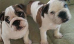 English Bulldog female puppies three months old. AKC registered litter, all shots, health certificate, and flea medicine. Contact me at 585-689-3756