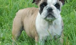 Akc English bulldog puppies 12weeks old available to new home now vet checked up to date on shots wormed puppies have many champions in pedigree and have show potential comes with akc limited papers full reg available upon request
Last picture is of
