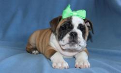 For more information please visit our website lynronenglishbulldogs.weebly.com
We breed Quality English Bulldogs with great personalities, temperament and sound health.
We take great pride in our Bulldogs and enjoy their company and we know you will too.
