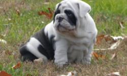 Gorgeous AKC registered English Bulldog puppies. Black & White, seal. One male left and three females. Sire is son of Zhurfix aka Rocky from numerous commercials. All will come with full registration, up to date on all vaccines and necessary vet work,