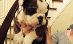 8 week old English Bulldog Male puppy. AKC Registered. 1st shots and de-wormed. Working on potty training as we speak. Great Disposition! Family raised with 4 children and other animals. $2500.00
Call or Text 845-381-4462.