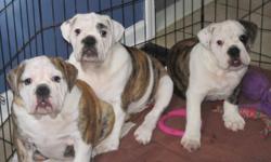 3 BEAUTIFUL GIRLS TO CHOOSE FROM. VET CHECKED, FIRST SHOTS, WORMED. COMES WITH AKC PAPERS. CALL FOR APPT. TO COME AND PICK ONE OUT!